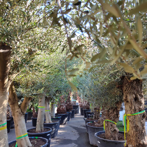 Alignement d'oliviers en pot, dans les locaux de Negoplantes, grossiste en v&eacute;g&eacute;taux