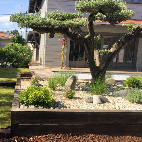 Une photo d'un olivier nuage plac&eacute; dans un massif &agrave; Bordeaux. C 'est l'une des formes que peut prendre un olivier. 