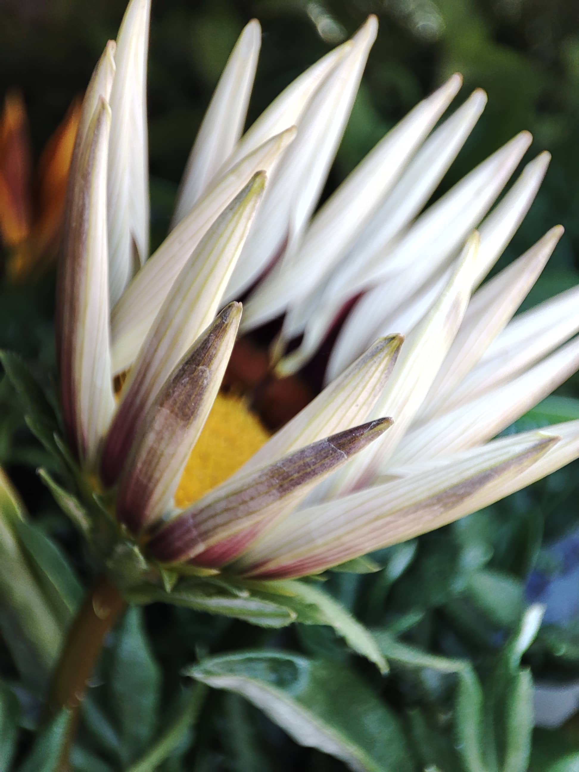 Fleur provenant d'une p&eacute;pini&egrave;re partenaire et commercialis&eacute; par Negoplantes