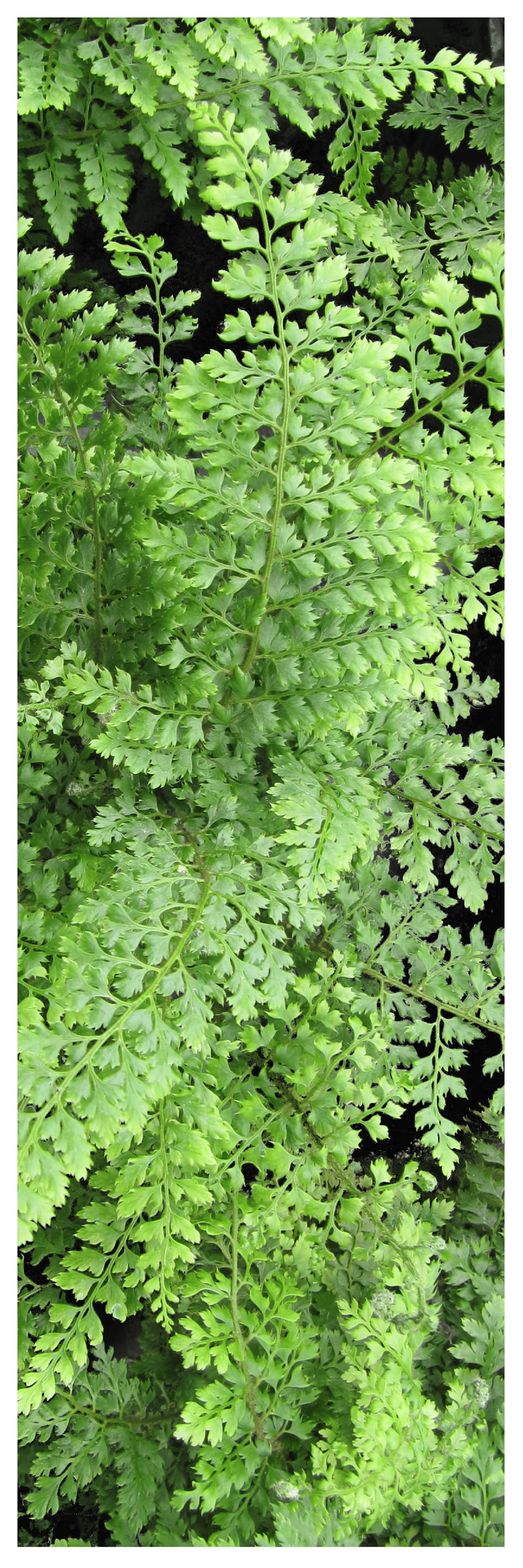 Photo de foug&egrave;re 