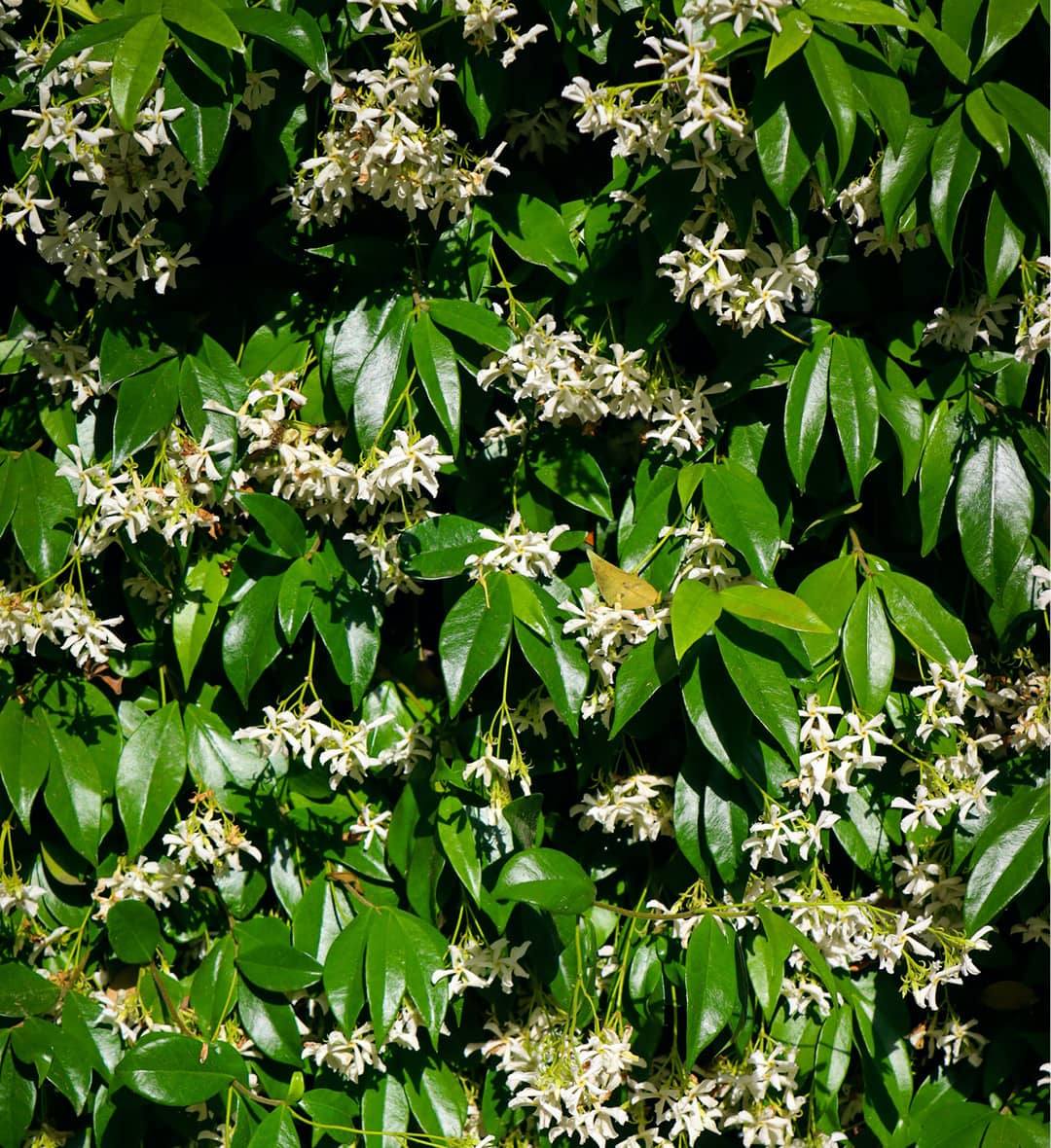 Photo d'un Trachelospermum, &eacute;galement appel&eacute; faux jasmin, paliss&eacute; sur un mur 