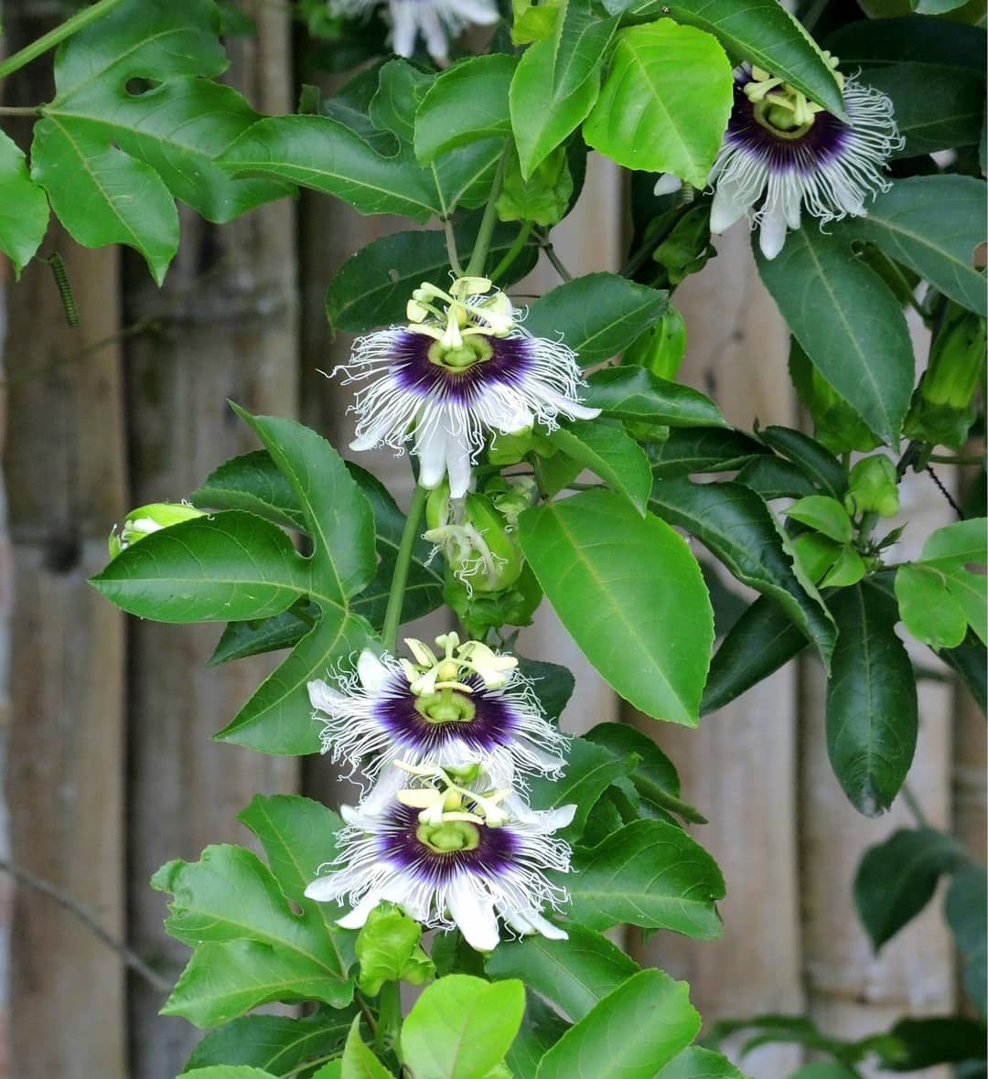 Photo d'une passiflore (passiflora), la plante grimpante du fruit de la passion, en fleur, sur une cl&ocirc;ture en bois