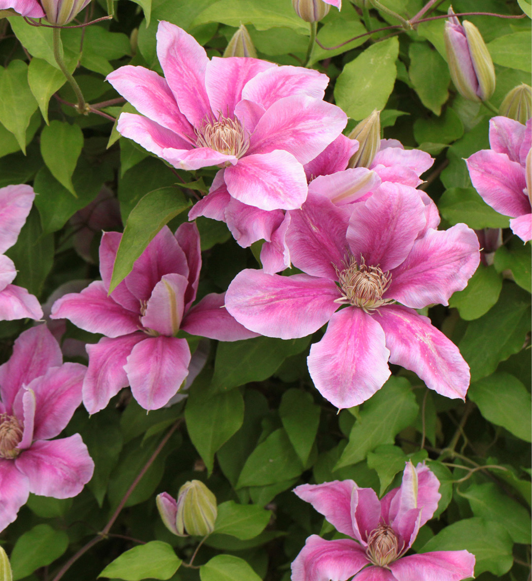 Photo d'une clematis, dont les fleurs pr&eacute;sentent une magnifique couleur rose